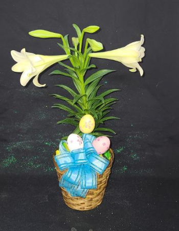 Single Easter Lily Plant in a Basket FHF-E2121 Plant 