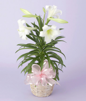 Easter Lily Plant in Osoyoos, BC | Osoyoos Flowers Easter Lily Plant in Osoyoos, BC | Osoyoos Flowers
