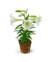 Easter Lily Plant in Basket Plant