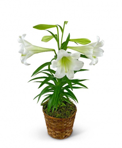 Easter Lily Plant in Basket Plants