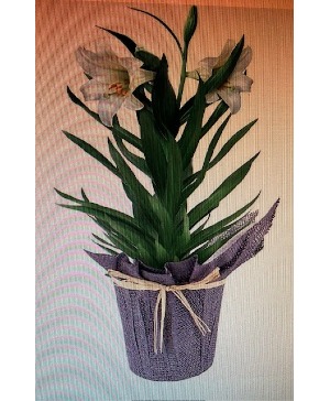 Easter Lily Plant Plant