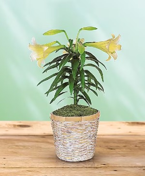 Easter Lily Plant Single or Double Basket