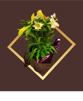 Easter Lily Plants