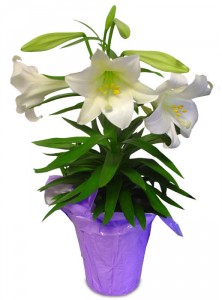 Easter Lily Potted Plant