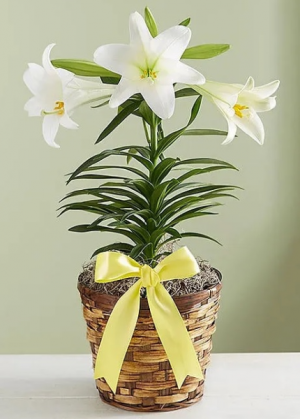 Easter Lily - Single Stem Plant