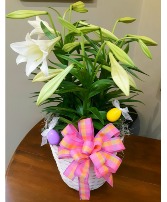 Easter Lily- Triple Stem Plant