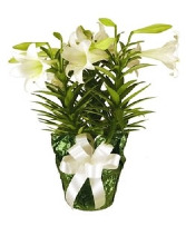 Easter Lily - Triple Stem Plant
