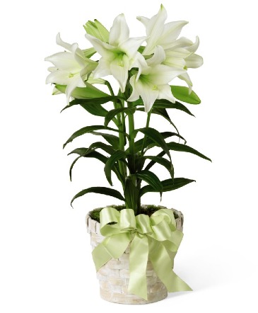 Easter Lily "Limited Supply" in Arlington, TX | Wilsons In Bloom Florist