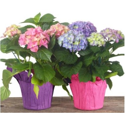 Easter Pastels Hydrangea Plant