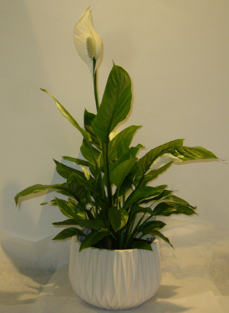  PEACE LILY Blooming Plant