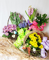 Easter Plant Baskets Basket of spring plants