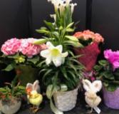 Easter Plant Selection Plants range from $11.99- $39.99