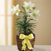 Easter Sentiments™ Lily Plant 