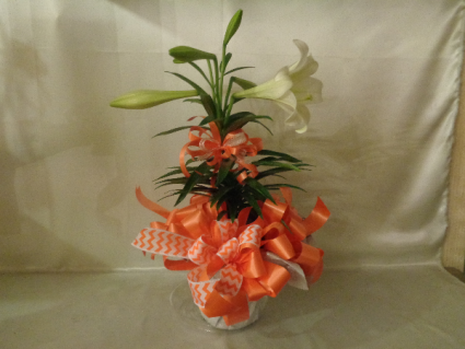 Easter Gift Lily Plant