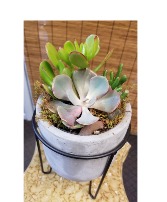 Easy Care Succulents 