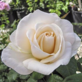 Easy Spirit™ 5 gallon - Floribunda