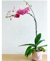 Easy To Grow Phalaenopsis Orchid  Tropical Plant