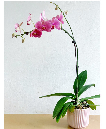Easy To Grow Phalaenopsis Orchid  Tropical Plant