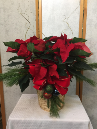 EBT Poinsettia plant in Iowa City, IA | Every Bloomin' Thing EBT Poinsettia plant in Iowa City, IA | Every Bloomin' Thing