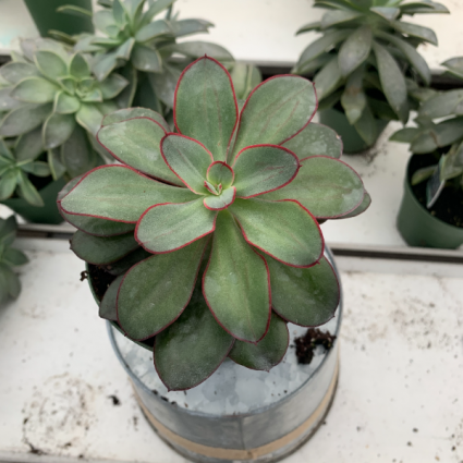 Echeveria Assorted 3 Assorted 4