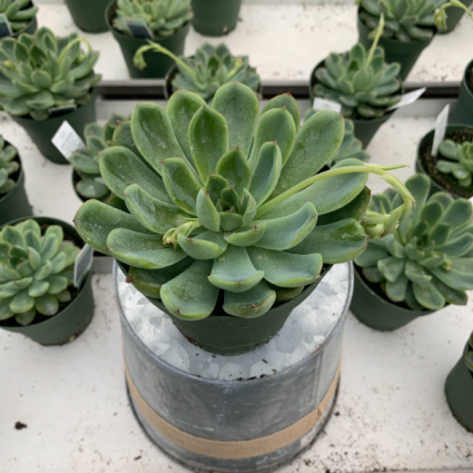 Echeveria Assorted 4 Assorted 4