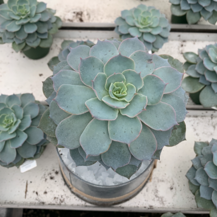 Echeveria Assorted 5 Assorted 4