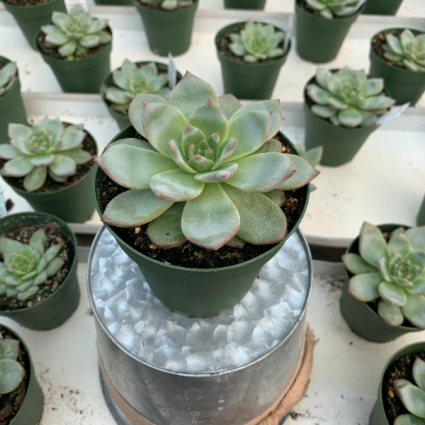 Echeveria Blue Bird Assorted 4