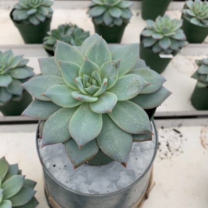 Echeveria Blue Bird Assorted 4
