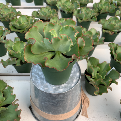 Echeveria Coral Reef Pink Assorted 4