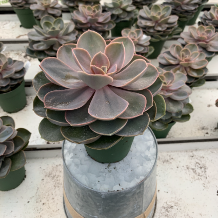 Echeveria Perle von Nurnberg Assorted 4