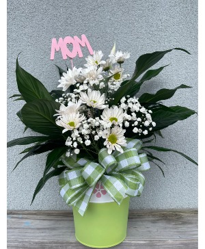 M10 Moms Delight 6" Spath With White Daisy in Tin Pot