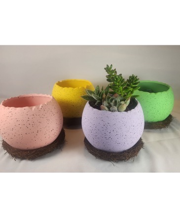 Egg-Succulent!  Plant in Killeen, TX | Marvel's Flowers & Flower Delivery