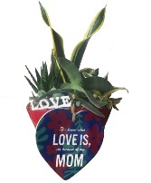 Eileen Succulent - Mother's Day Special Planter