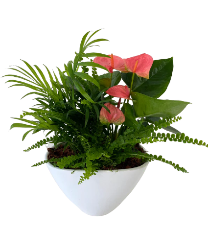 Eillen Planter House Plant