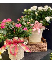 Elaine Blooming Plant