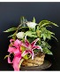 Purchase this funeral home arrangement