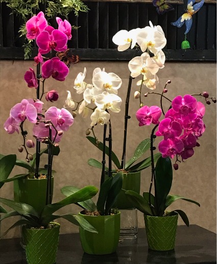 Elegant Blooming Orchid  