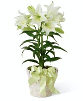 Elegant Easter Lily 