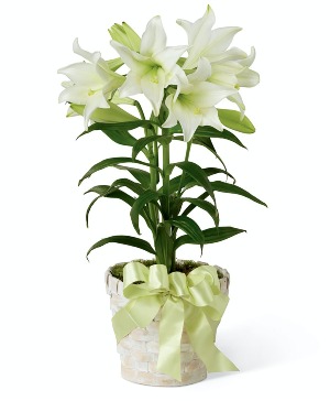 Elegant Easter Lily 
