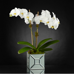 Elegant Impressions™ Luxury Orchid 