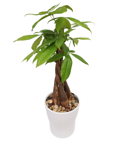 Elegant Money Tree Plant 