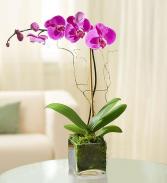 elegant orachids  orchid plant we have purple and white color