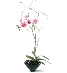 Elegant Orchid 
