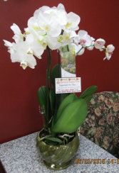 Elegant Orchid 