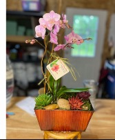 Zen Orchid 