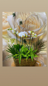 Elegant Orchid Basket 