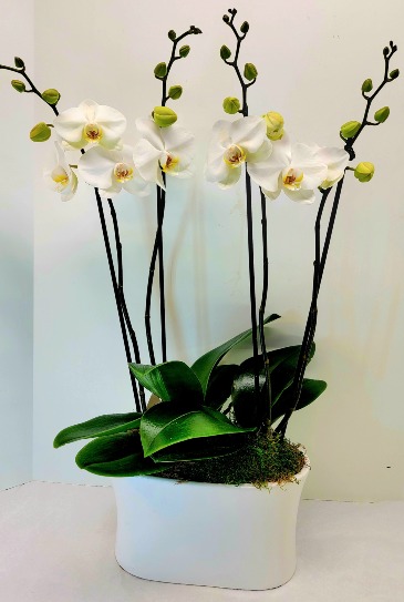 Elegant Orchid Duo  in Troy, MI | DELLA'S MAPLE LANE FLORIST