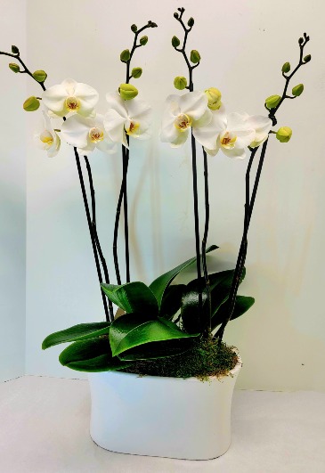 Elegant Orchid Duo  in Troy, MI | ACCENT FLORIST