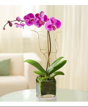 Elegant Orchid Elegant Orchid