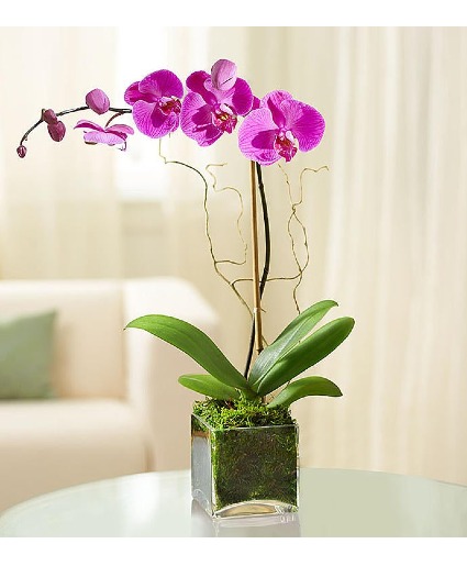 Elegant Orchid Elegant Orchid